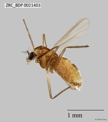 Chironomidae sp. "ZRCBDP0002394" • © Sabrina Tang • All Rights Reserved
