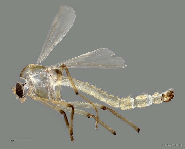 Chironomidae sp. "ZRCBDP0011365" • © Maimon Hussin • All Rights Reserved