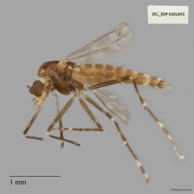Chironomidae sp. "ZRCBDP0020070" • © Maimon Hussin • All Rights Reserved