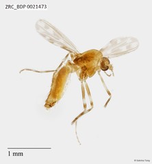 Chironomidae sp. "ZRCBDP0021473" • © Sabrina Tang • All Rights Reserved