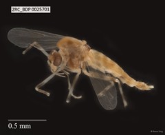 Chironomidae sp. "ZRCBDP0021473" • © Rene Ong • All Rights Reserved