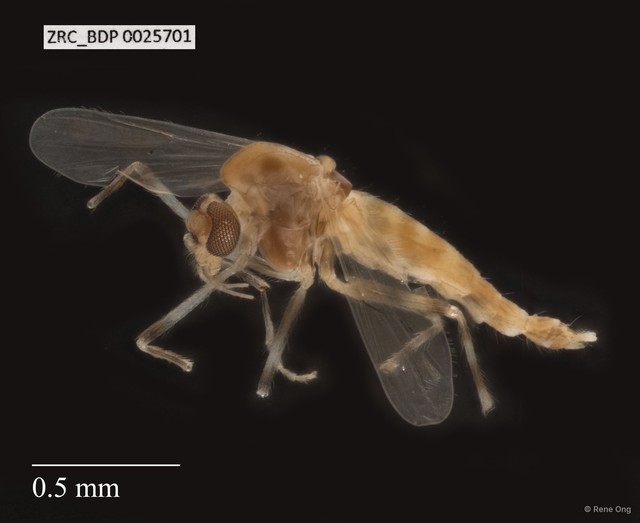 Chironomidae sp. "ZRCBDP0021473" • © Rene Ong • All Rights Reserved
