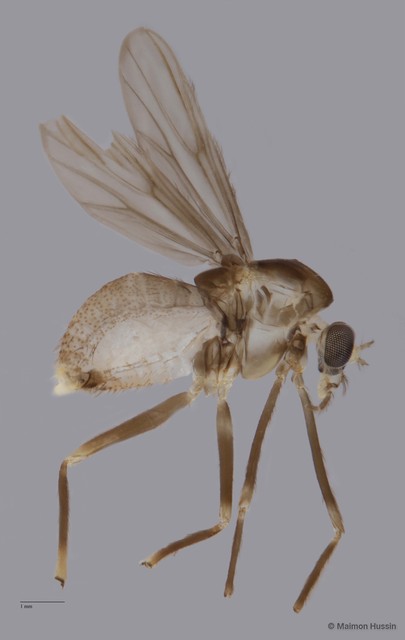 Chironomidae sp. "ZRCBDP0049104" • © Maimon Hussin • All Rights Reserved