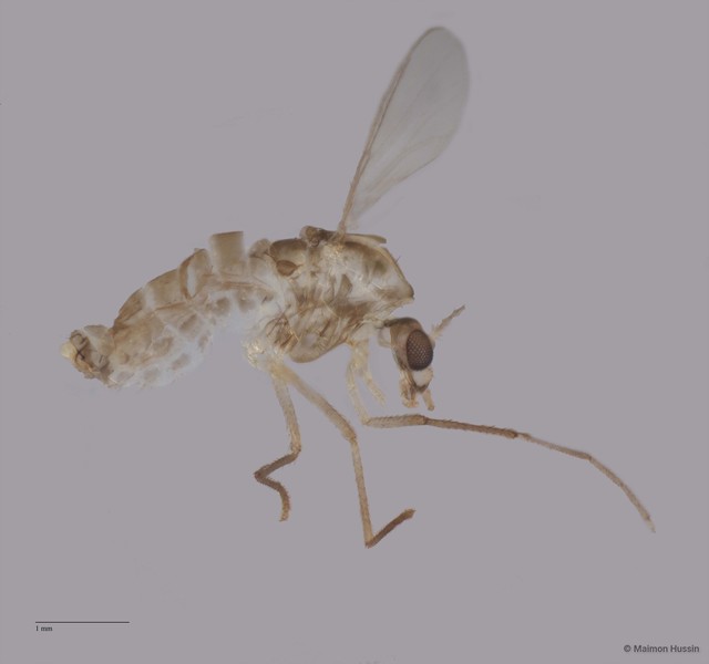 Chironomidae sp. "ZRCBDP0049160" • © Maimon Hussin • All Rights Reserved