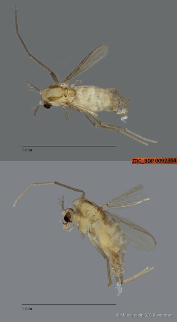 Chironomidae sp. "ZRCBDP0092304" • © Miteshravin S/O Ravindran • All Rights Reserved