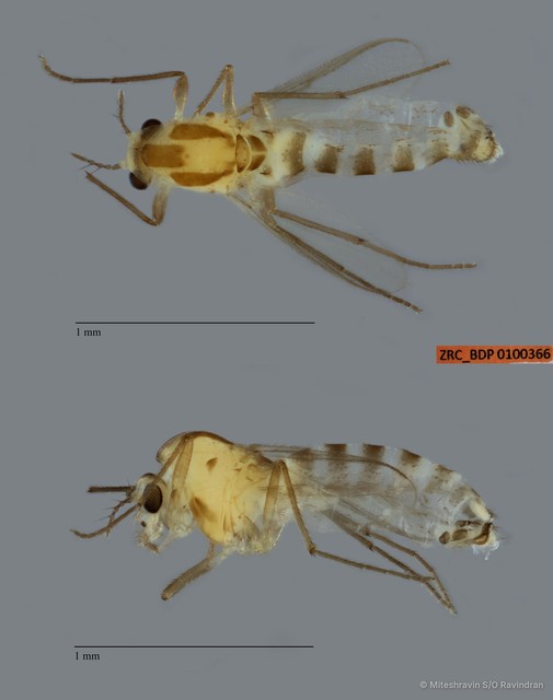 Chironomidae sp. "ZRCBDP0100366" • © Miteshravin S/O Ravindran • All Rights Reserved