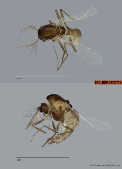 Chironomidae sp. "ZRCBDP0102719" • © Miteshravin S/O Ravindran • All Rights Reserved
