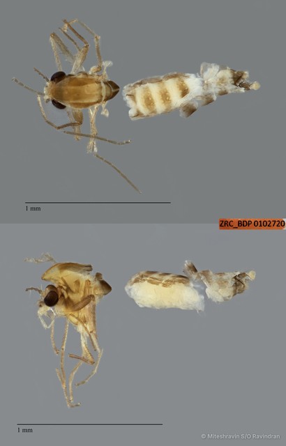 Chironomidae sp. "ZRCBDP0102720" • © Miteshravin S/O Ravindran • All Rights Reserved