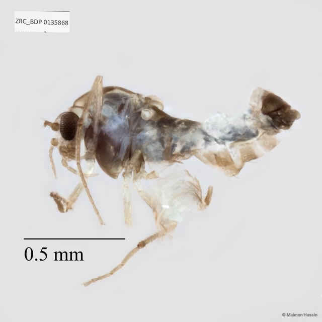 Chironomidae sp. "ZRCBDP0135868" • © Maimon Hussin • All Rights Reserved