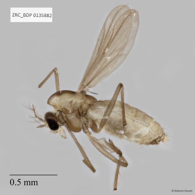 Chironomidae sp. "ZRCBDP0135882" • © Maimon Hussin • All Rights Reserved