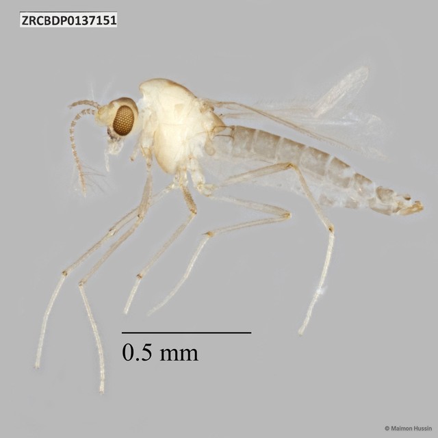 Chironomidae sp. "ZRCBDP0137151" • © Maimon Hussin • All Rights Reserved