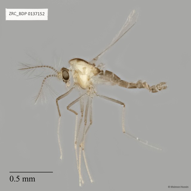 Chironomidae sp. "ZRCBDP0137152" • © Maimon Hussin • All Rights Reserved
