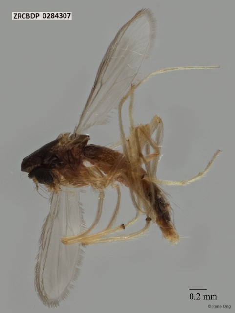 Chironomidae sp. "ZRCBDP0284307" • © Rene Ong • All Rights Reserved