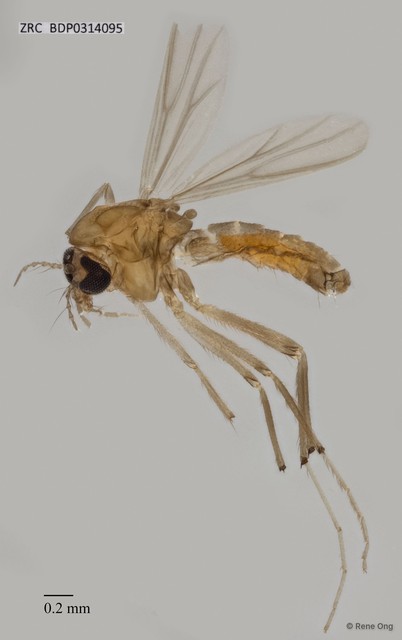 Chironomidae sp. "ZRCBDP0314095" • © Rene Ong • All Rights Reserved