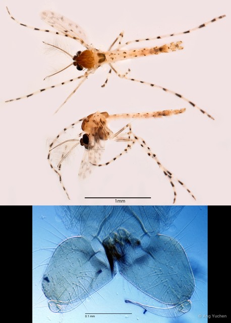 Ablabesmyia sp. "GC32"