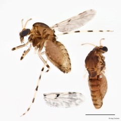 Ablabesmyia sp. "GC33" • © Ang Yuchen • All Rights Reserved