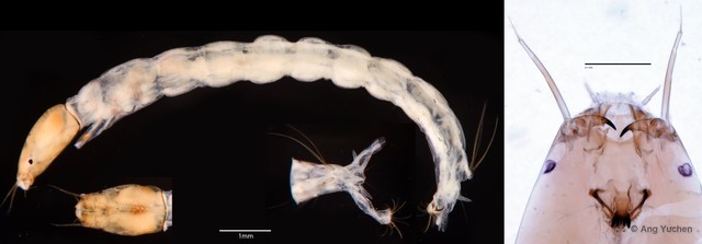 Ablabesmyia sp. "GC33"