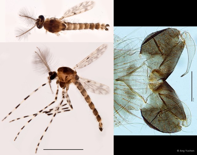 Ablabesmyia sp. "GC42"