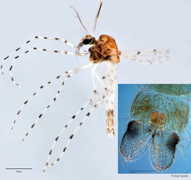 Ablabesmyia (Ablabesmyia) notabilis • © Ang Yuchen • All Rights Reserved
