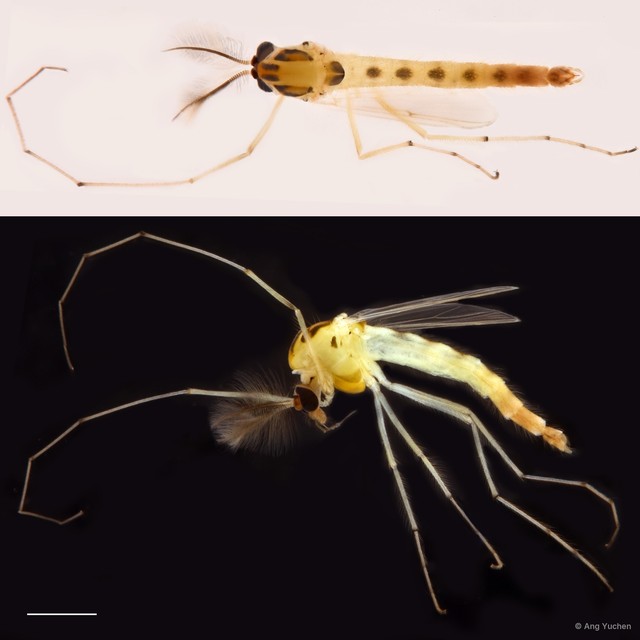 Chironomus (Chironomus) circumdatus