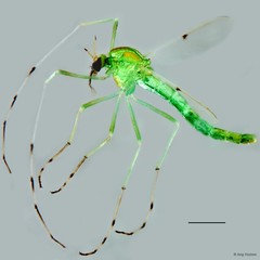 Chironomus (Chironomus) javanus • © Ang Yuchen • All Rights Reserved