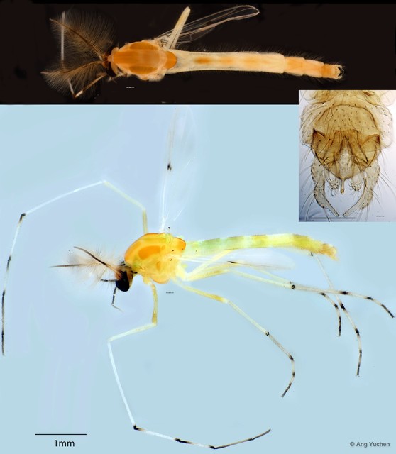 Chironomus (Chironomus) javanus