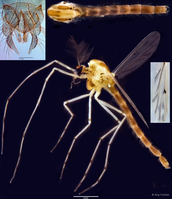 Chironomus (Chironomus) kiiensis
