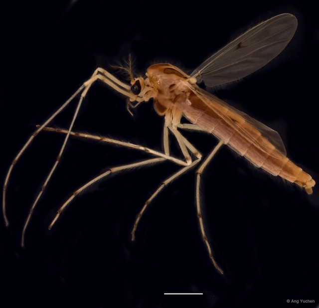 Chironomus (Chironomus) kiiensis • © Ang Yuchen • All Rights Reserved