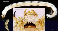 Chironomus (Chironomus) kiiensis • © Ang Yuchen • All Rights Reserved
