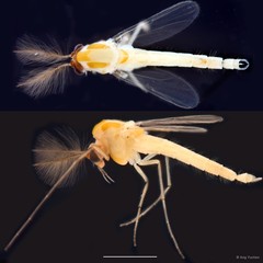 Cladopelma sp. "GC20" • © Ang Yuchen • All Rights Reserved