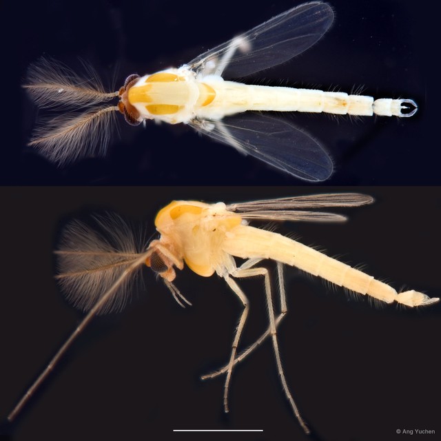 Cladopelma sp. "GC20"