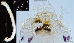 Cladotanytarsus sp. "GC15" • © Ang Yuchen • All Rights Reserved