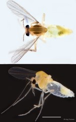Cladotanytarsus sp. "GC15" • © Ang Yuchen • All Rights Reserved