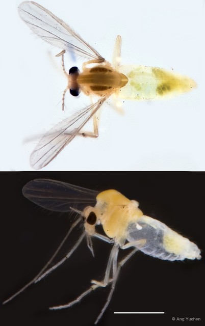 Cladotanytarsus sp. "GC15" • © Ang Yuchen • All Rights Reserved