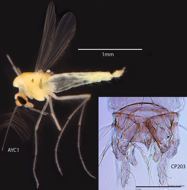 Cladotanytarsus sp. "GC15"