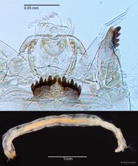 Cladotanytarsus sp. "GC34" • © Ang Yuchen • All Rights Reserved
