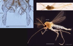 Cladotanytarsus sp. "GC34" • © Ang Yuchen • All Rights Reserved