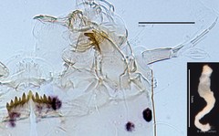 Cladotanytarsus sp. "GC6" • © Ang Yuchen • All Rights Reserved