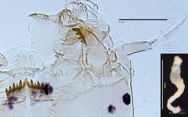 Cladotanytarsus sp. "GC6" • © Ang Yuchen • All Rights Reserved
