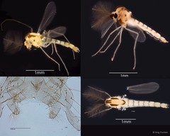 Cladotanytarsus sp. "GC6" • © Ang Yuchen • All Rights Reserved