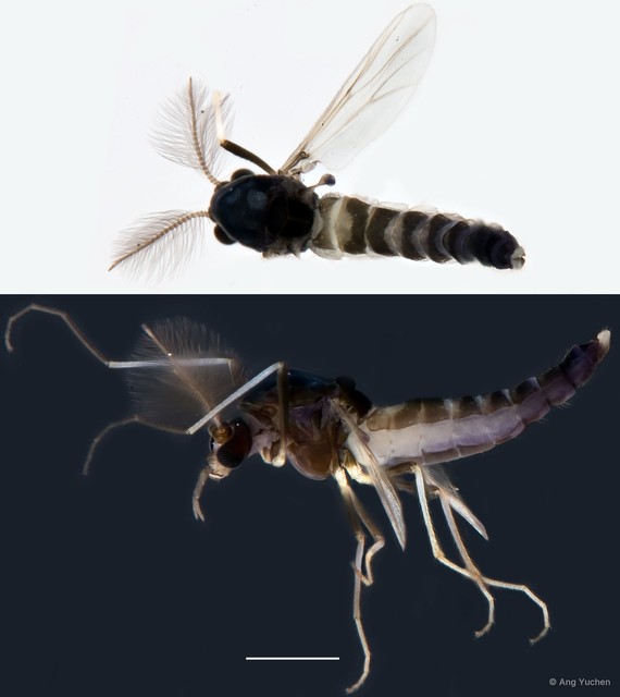 Cricotopus sp. "GC52"