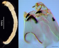 Cricotopus sp. "GC52" • © Ang Yuchen • All Rights Reserved