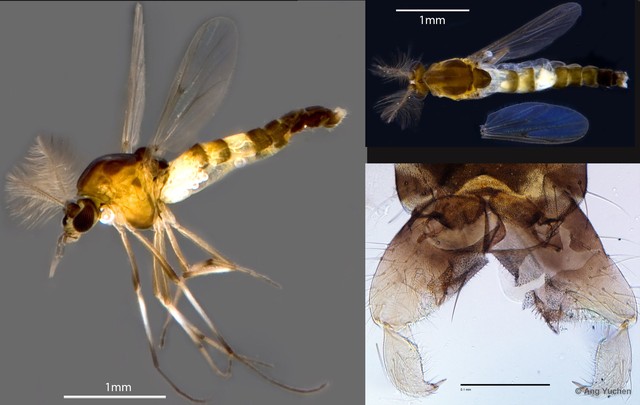 Cricotopus (Cricotopus) albitarsis
