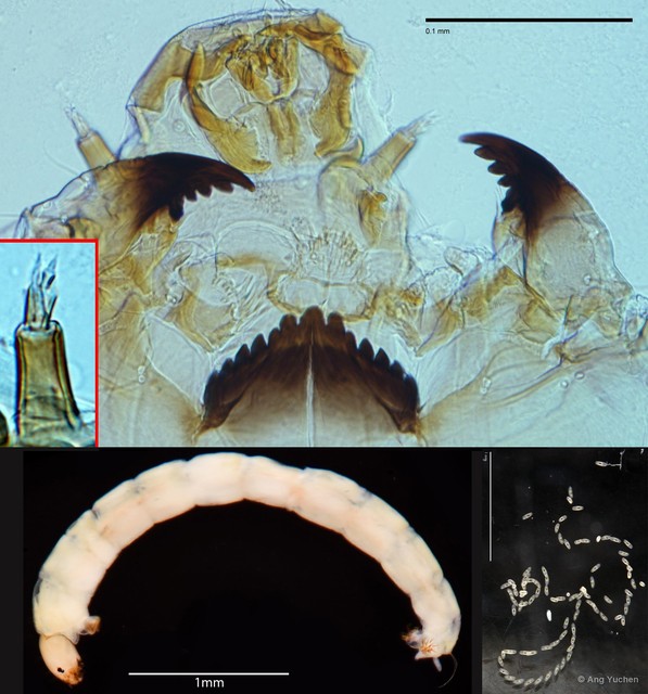 Cricotopus (Cricotopus) albitarsis