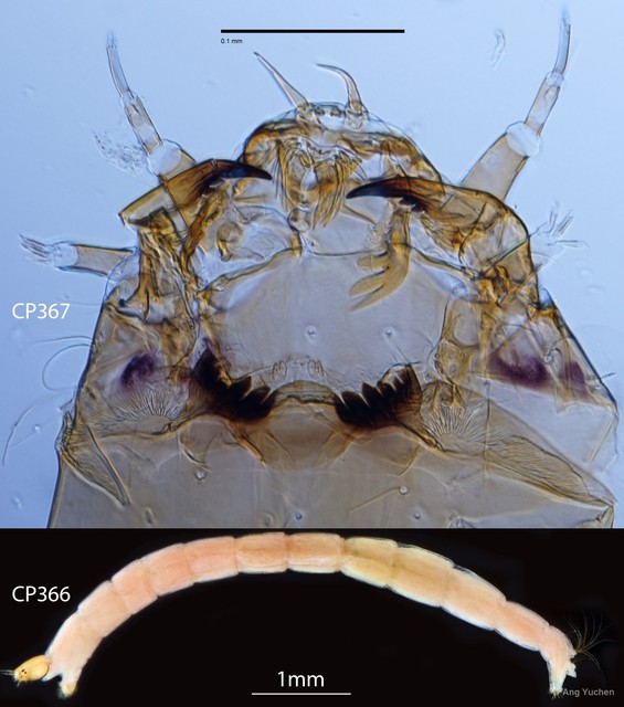 Cryptochironomus sp. "GC49" • © Ang Yuchen • All Rights Reserved