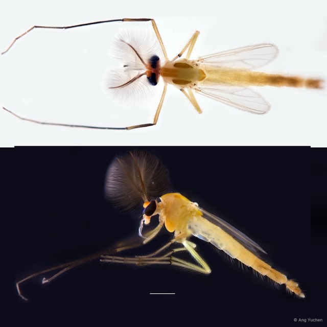 Cryptochironomus fulvus