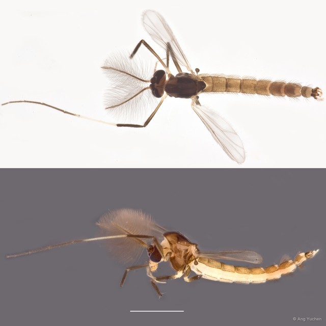 Dicrotendipes sp. "cf. pelechloris"