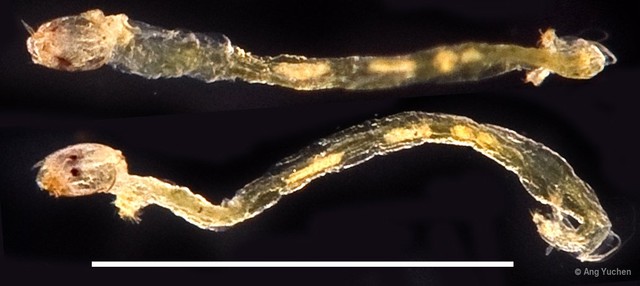 Dicrotendipes sp. "cf. pelechloris" • © Ang Yuchen • All Rights Reserved