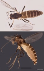 Dicrotendipes sp. "GC26" • © Ang Yuchen • All Rights Reserved