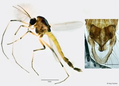Dicrotendipes sp. "GC26" • © Ang Yuchen • All Rights Reserved